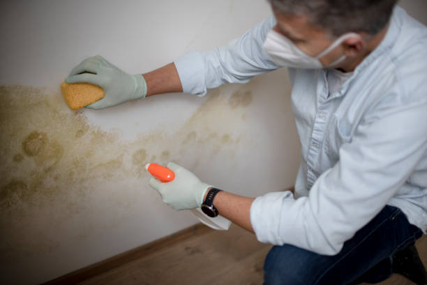 Best Professional Mold Removal  in Elmwood Place, OH