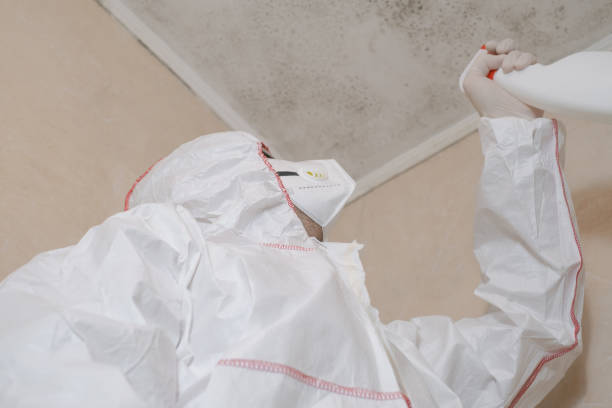 Best Residential Mold Removal  in Elmwood Place, OH