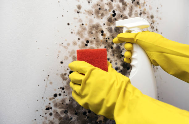 Best Fast Mold Removal  in Elmwood Place, OH