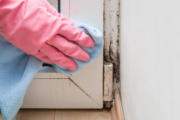 Best Toxic Mold Removal  in Elmwood Place, OH
